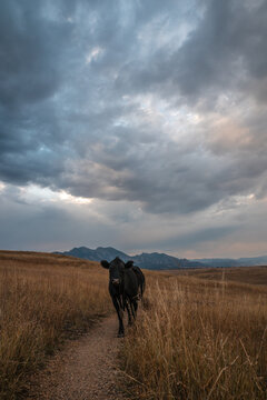 Cow against a background of dramatic sky and field