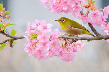 ピンク色の桜の花と野鳥のメジロ