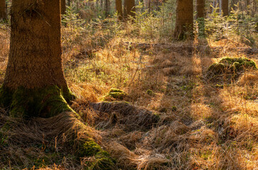 Waldlicht – Fichtenstamm und grasbedeckter Waldboden in der Abendsonne