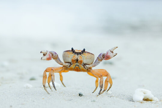 Close-up of a Ghost Crab in the sand