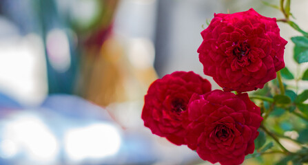 red and white rose petals