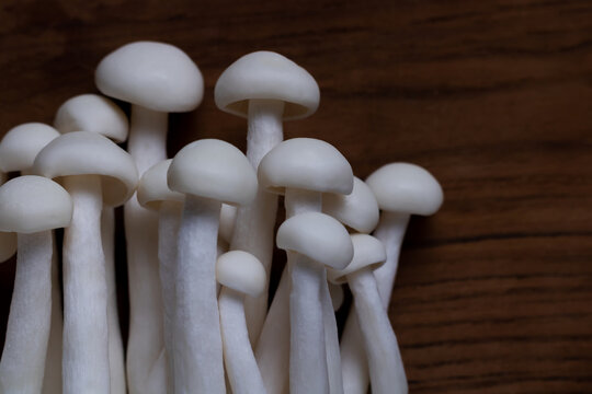 White crab mushroom