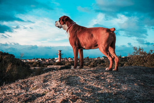 Dog Looking At The Landscape With Blue Sky