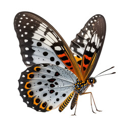 butterfly, transparent background png