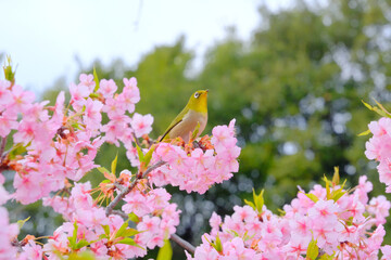 ピンク色の桜の花と野鳥のメジロ