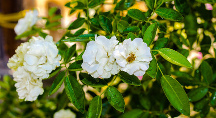 white flowers in a garden