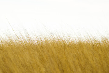 Scenic view of a tall grass field