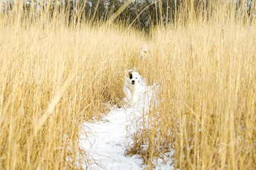 A Saint Bernard puppy running through a snowy field of tall grass