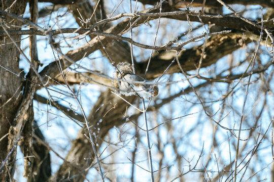 A gray squirrel balances on a small branch