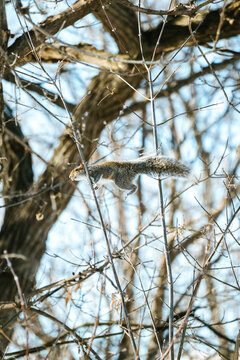 Side view of a gray squirrel balancing between two branches
