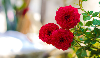 bouquet of roses © Montree