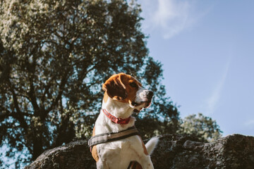 beagle, pet, country, animal, dog, head, nature, hound, breed, outdoor