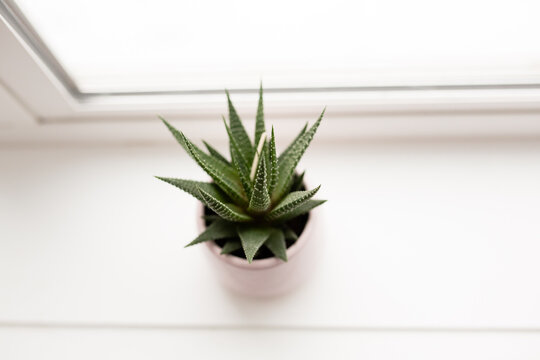 Top down view green succulent plant on white painted windowsill