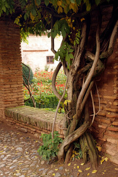 Winding branches of wisteria on brick column in Alhambra garden