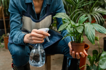 Home garden concept. Spring time. Interior with lots of plants. Woman watering beautiful houseplant at home. Woman gardeners watering plant. Take care of house plants. Open new floral business