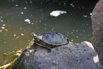 Obraz premium Rotwangen-Schildkröte