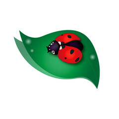 ladybug on green leaf