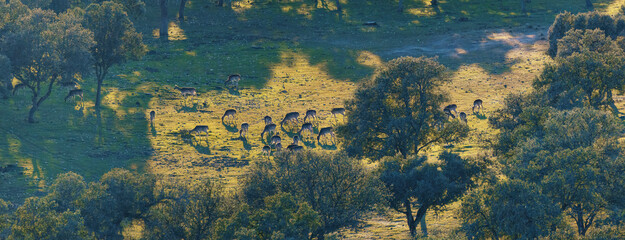 Deer grazing in the green field between trees