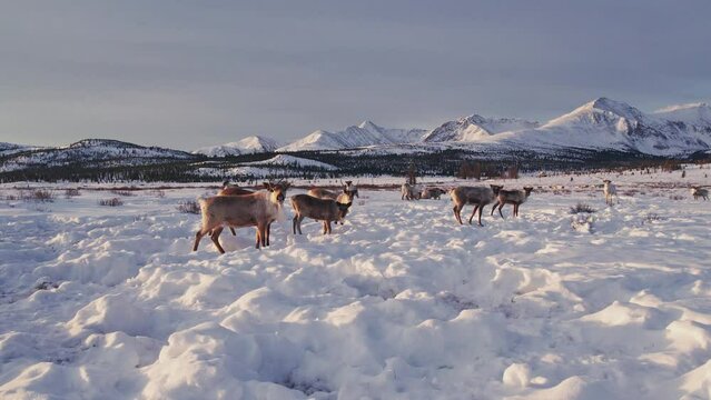 Herd of reindeer grazes in snow against backdrop of mountains. Camp of domesticated deer