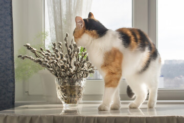 bouquet of willow branches in a crystal vase cat