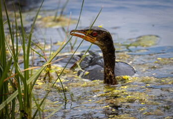 Funny bird with yellow pollen on its head