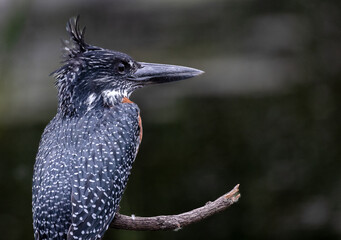 Kingfisher bird - giant kingfisher on a branch close up