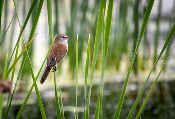songbird - little rush warbler or a reed