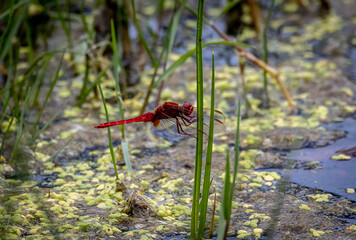 red dragonfly in the water