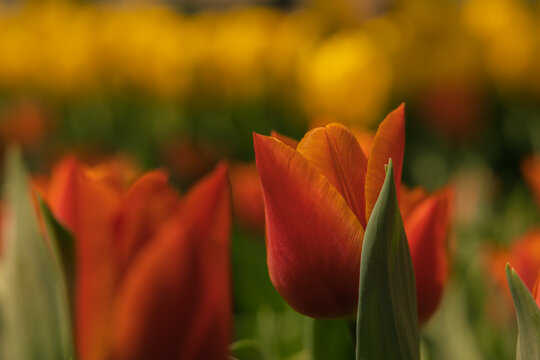 Orange tulip in focus. Spring flowers background photo