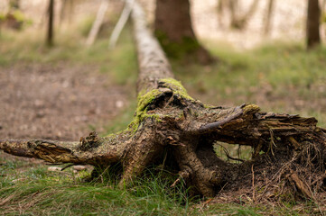 umgefallener Baum, Querformat