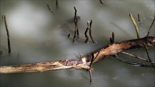 Footage of mangrove tree aerial roots growing upward above muddy water