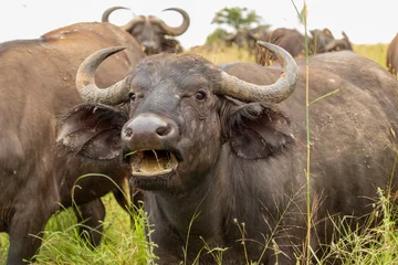 Papier Peint photo autocollant Parc national du Cap Le Grand, Australie occidentale Buffaloes in Nairobi National Park 