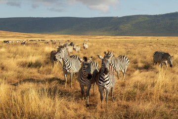 Obraz premium Zebras