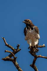 Martial Eagle (Polemaetus bellicosus)