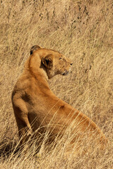 Lioness