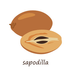 Sapodilla fruit in flat illustration. healthy fruit sapodilla chiku whole and half. Vector illustration isolated on white background