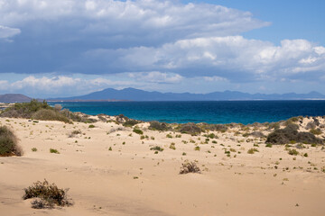 Naklejka premium Sand dunes, plants and Atlantic ocean, Fuerteventura