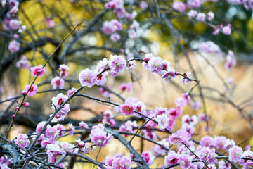 京都 梅宮大社の枝垂れ梅