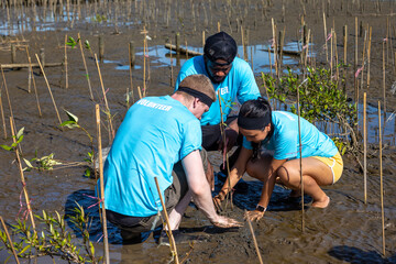 Team of young and diversity volunteer worker group enjoy charitable social work outdoor in mangrove planting NGO work for fighting climate change and global warming in coastline habitat project