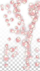 Pink Vector Realistic Petals Falling on Transparent Background.  Spring Romantic Flowers Illustration. Flying Petals. Sakura Spa Design. Blossom Confetti. Design Elements for Wedding Decoration.