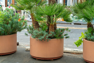 Row of three decorative potted tropical plants in vases or grow beds in late afternoon shade in downtown city streets