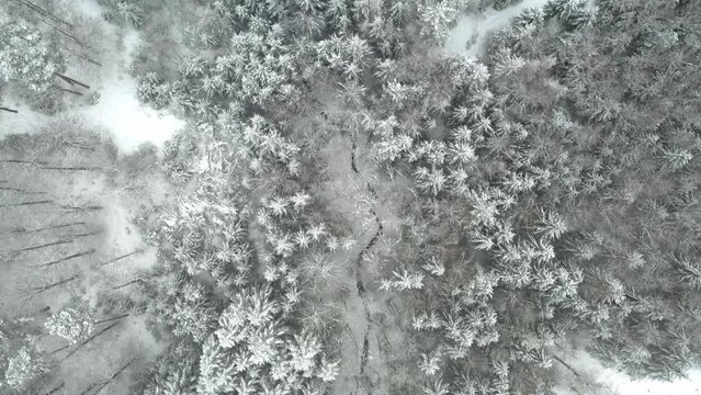Drone video of the winter forest snowy trees following a little creek