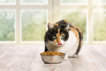 Domestic cat licks its whiskers after eating kibble from the bowl.