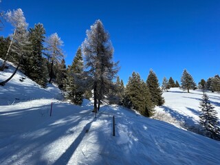 Picturesque canopies of alpine trees in a typical winter atmosphere after the winter snowfall above the tourist resorts of Valbella and Lenzerheide in the Swiss Alps - Canton of Grisons, Switzerland
