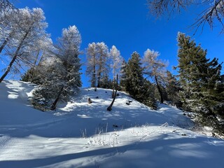 Picturesque canopies of alpine trees in a typical winter atmosphere after the winter snowfall above the tourist resorts of Valbella and Lenzerheide in the Swiss Alps - Canton of Grisons, Switzerland
