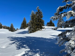 Picturesque canopies of alpine trees in a typical winter atmosphere after the winter snowfall above the tourist resorts of Valbella and Lenzerheide in the Swiss Alps - Canton of Grisons, Switzerland