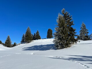 Picturesque canopies of alpine trees in a typical winter atmosphere after the winter snowfall above the tourist resorts of Valbella and Lenzerheide in the Swiss Alps - Canton of Grisons, Switzerland