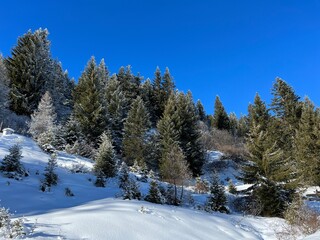 Picturesque canopies of alpine trees in a typical winter atmosphere after the winter snowfall above the tourist resorts of Valbella and Lenzerheide in the Swiss Alps - Canton of Grisons, Switzerland