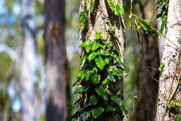 beautiful, unique plants growing in australian wetlands; tinchi tamba wetlands in brisbane, queensland, australia; vegetation of mangrove forests in moreton bay