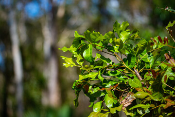 beautiful, unique plants growing in australian wetlands; tinchi tamba wetlands in brisbane, queensland, australia; vegetation of mangrove forests in moreton bay